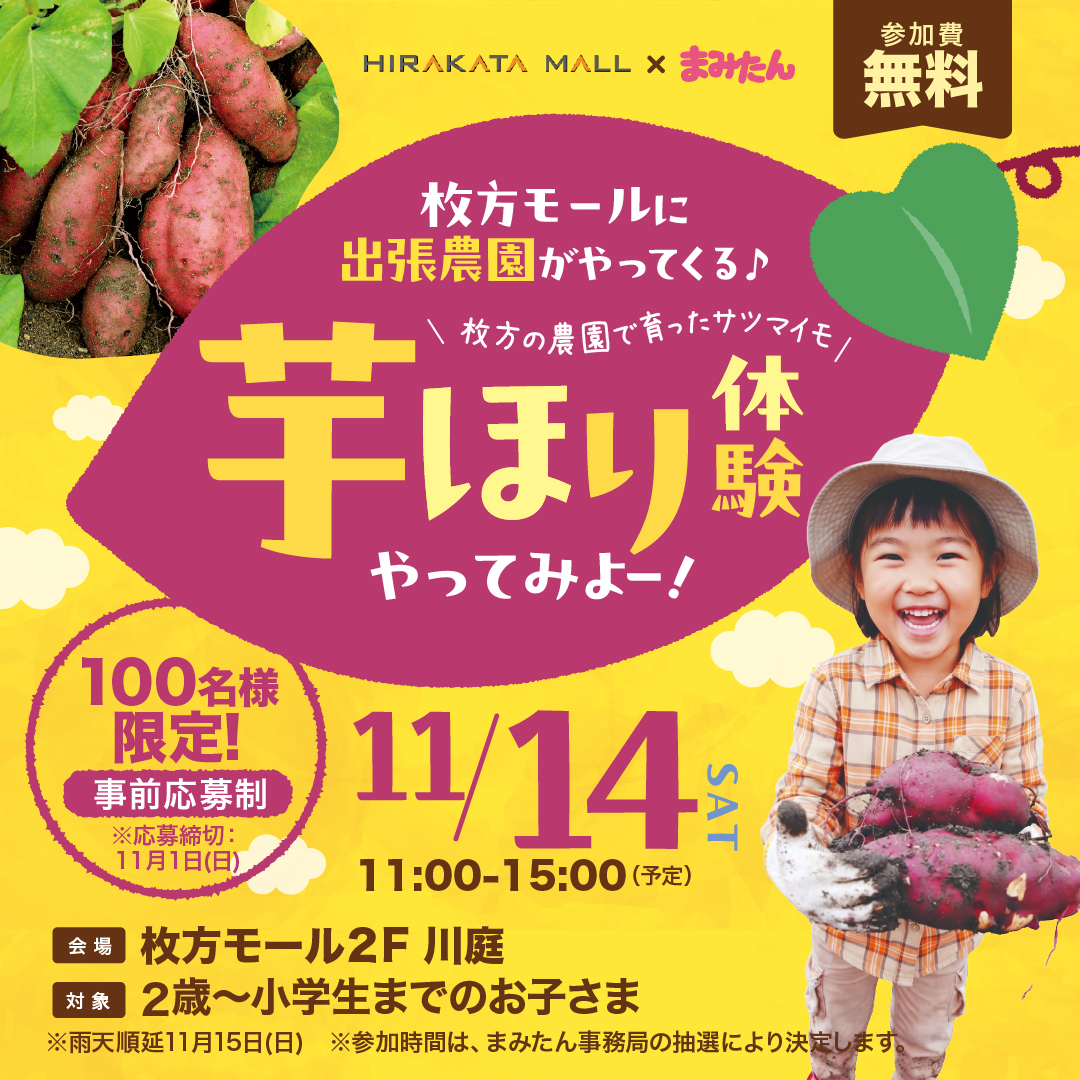 \ 枚方の農園で育ったサツマイモ /芋ほり体験やってみよー!