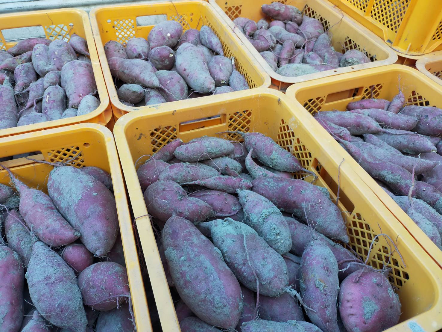 【ほっと！なお知らせ】 今年も【蜜たっぷり ＆ 超・ねっとり系 焼き芋】 が焼きあがりました～♬