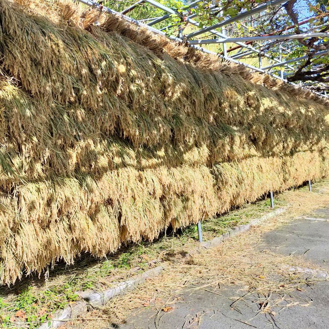 恵みの雨の季節、  ＜お米の美味しさ＞再発見！
